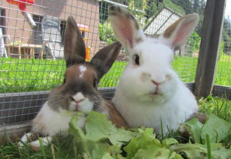 Der alte Hase Karli und sein junger Freund